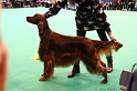 Crufts2011_2 105